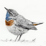 Blaukehlchen, Bleistift & Aquarell