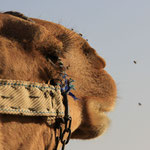 Camel