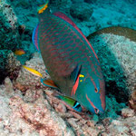 Stoplight Parrotfish - Grüner Papageienfisch - Sparisoma viride