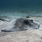 Southern Stingray - Amerikanischer Stachelrochen - Dasyatis americana (Dasyatidae)