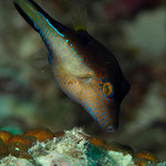 Sharpnose Puffer - Karibischer Spitzkopf-Kugelfisch - Canthigaster rostrata