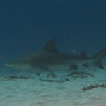 Bull Shark - Bullenhai - Carcharhinus leucas