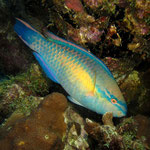 Princess Parrotfish - Gestreifter Papageienfisch - Scarus taeniopterus