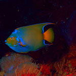 Queen Angelfish - Diadem-Prachtkaiserfisch - Holacanthus ciliaris