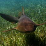 Nurse shark - Ammenhai - Ginglymostoma cirratum (Rhincodontidae)