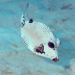 Smooth Trunkfish - Perlen-Kofferfisch - Rhinesomus triqueter