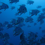 Atlantic Spadefish - Atlantischer Spatenfisch - Chaetodipterus faber