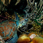 Green Turtle - Grüne Meeresschildkröte - Chelonia mydas