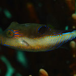 Sharpnose Puffer - Karibischer Spitzkopf-Kugelfisch - Canthigaster rostrata