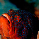 Coral Rockcod - Juwelen Zackenbarsch - Cephalopholis miniata