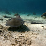 Southern Stingray - Amerikanischer Stachelrochen - Dasyatis americana (Dasyatidae)