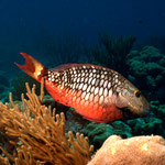 Initial Phase Stoplight Parrotfish - Initialphase Grüner Papageienfisch - Sparisoma viride