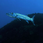 Great Barracuda - Barrakuda - Sphyraena barracuda