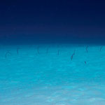 Brown Garden Eels - Braune Sandaale - Heteroconger longissimus (Congridae)