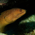 Goldentail Moray - Goldschwanz Muräne - Gymnothorax miliaris (Muraenidae)