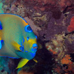 Queen Angelfish - Diadem-Prachtkaiserfisch - Holacanthus ciliaris