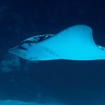 Spotted Eagle Ray - Gefleckter Adlerrochen - Aetobatus narinari (Myliobatidae)