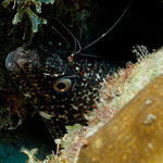 Spotted Moray - Gefleckte Muräne - Gymnothorax moringa (Muraenidae)