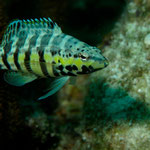 Harlequin Bass - Harlekinbarsch - Serranus tigrinus