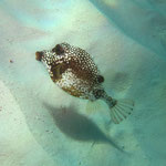 Smooth Trunkfish - Perlen-Kofferfisch - Rhinesomus triqueter