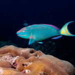 Stoplight Parrotfish - Grüner Papageienfisch - Sparisoma viride