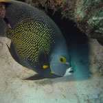 French Angelfish - Franzosen Kaiserfisch - Pomacanthus paru