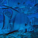 Atlantic Spadefish - Atlantischer Spatenfisch - Chaetodipterus faber