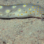 Sharptail Eel - Spitzschwanz-Schlangenaal - Myrichthys breviceps (Ophichthidae)