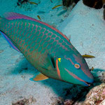 Stoplight Parrotfish - Grüner Papageienfisch - Sparisoma viride