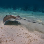 Southern Stingray - Amerikanischer Stachelrochen - Dasyatis americana (Dasyatidae)