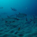 Tarpon - Atlantischer Tarpun - Megalops atlanticus