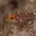 Blackfaced Blenny (female) - Gelber Spitzkopfschleimfisch (Weibchen) - Tripterygion delaisi