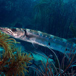 Great Barracuda - Barrakuda - Sphyraena barracuda