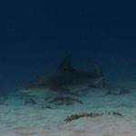 Bull Shark - Bullenhai - Carcharhinus leucas