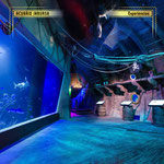 acuario inbursa, acuario en cdmx, experiencias en cdmx