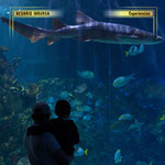 acuario inbursa, acuario en cdmx, experiencias en cdmx