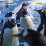 acuario inbursa, acuario en cdmx, experiencias en cdmx