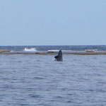 Les baleines sautent (dur de prendre la photo à ce moent là !)