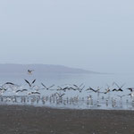 Paracas est une réserve où on voit beaucoup d'oiseaux dont des flamands