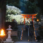 小川諏訪神社の枝垂れ桜（いわき市  ４月）梅川記生