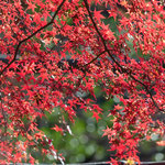 秋の彩り（泉自然公園   １１月）齊 藤   豊
