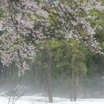 雪中桜花（新潟県  ４月）山下克郎