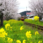 春の駅（いすみ鉄道・千葉  ３月）富松利典