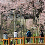 戸津辺の桜（矢祭町  ４月）梅川記生