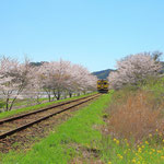 桜の中へ（千葉県いすみ鉄道  ４月）太田克己