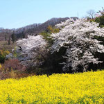 春景（花見山［福島県］４月）富松利典