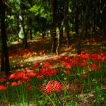 赤い絨毯（村上緑地公園・八千代市  ９月）富松利典