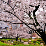 桜の木の下で（東京都港区  ４月）海原茂喜