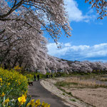 千本桜の川辺（夏井川・福島県小野町  4月）宮澤  務