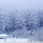 凍れる森（長野県聖高原 2月）海原茂喜